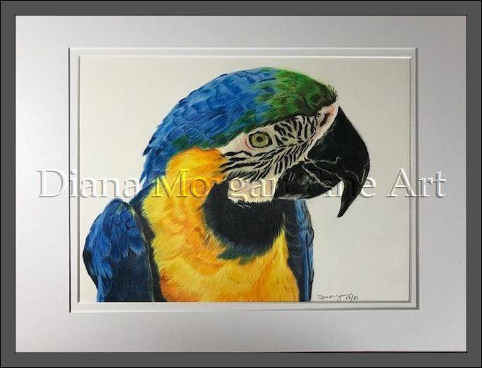 Blue Macaw